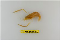 藏品(粗糙沼蝦)的圖片